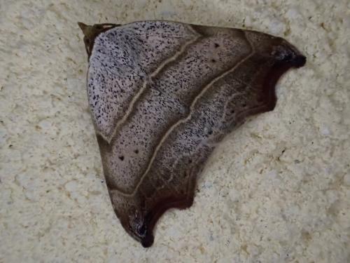 Réf. 262 006 : Laspeyria flexula